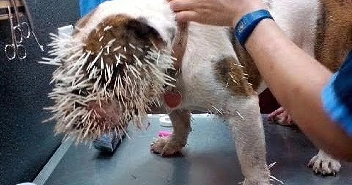 A person is grooming a dog with a hedgehog attached to its back.