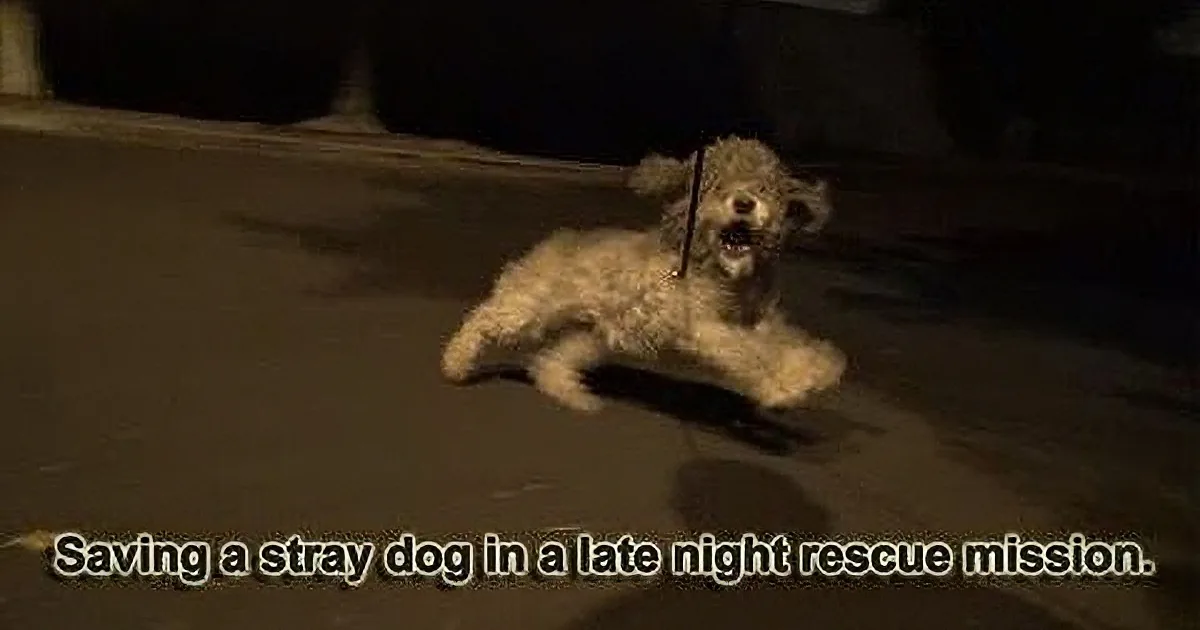 A small, fluffy dog is running on a dark street, with a leash attached, and text at the bottom.