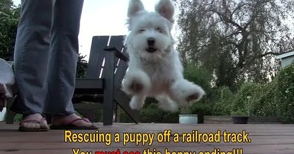 They Saw This Poor Pup Living All by Himself on Railroad Tracks. What They Do Next Is Beautiful!
