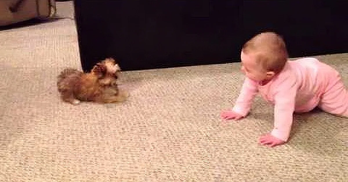 A baby in pink clothes is crawling on a carpet, facing a small brown puppy.