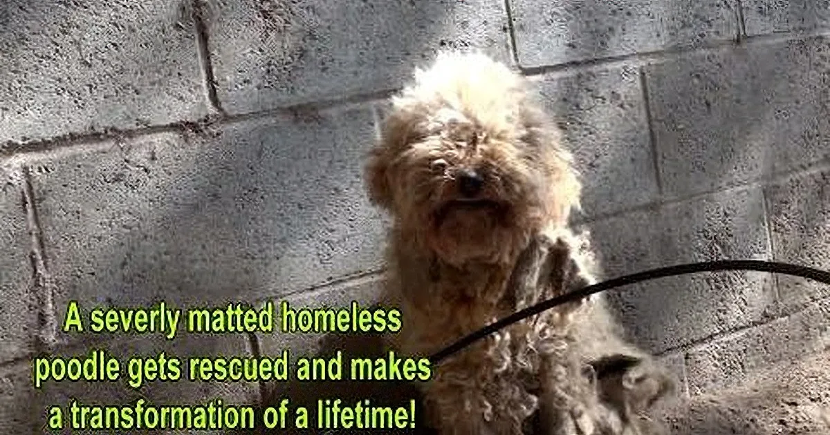A fluffy, matted poodle stands against a brick wall, rescued and transformed.