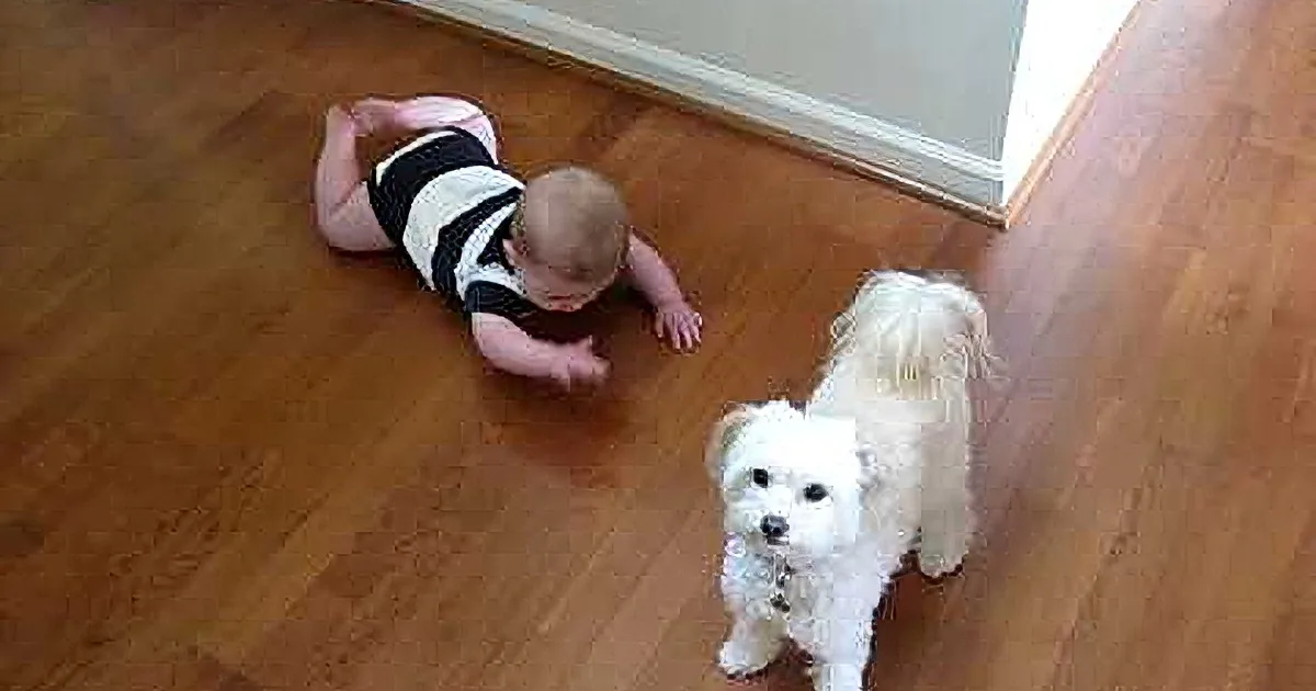 This Dog Starts Dancing, but I Wasn''t Expecting the Baby to React Like This! Adorable!