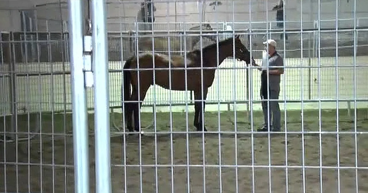 This War Veteran Has Ptsd, Watch What That Horse Does for Her. I Can''t Stop Crying!