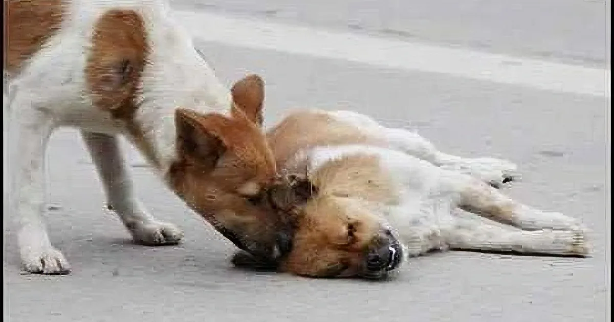 A dog gently nuzzles another dog lying on the ground, showing affection.
