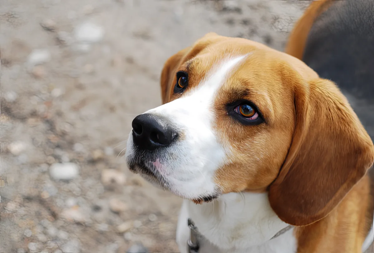A beagle dog with brown and white fur, looking to the side, against a blurred background of rocks.