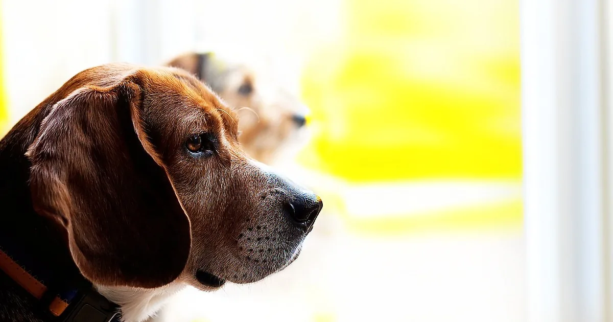 This Is Why God Made Dogs. Here''s a Video Every Dog Lover Should See.