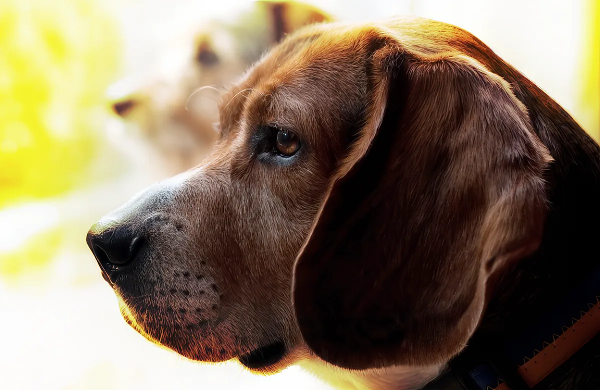 A close-up of a brown dog with long ears and a calm expression, bathed in sunlight.