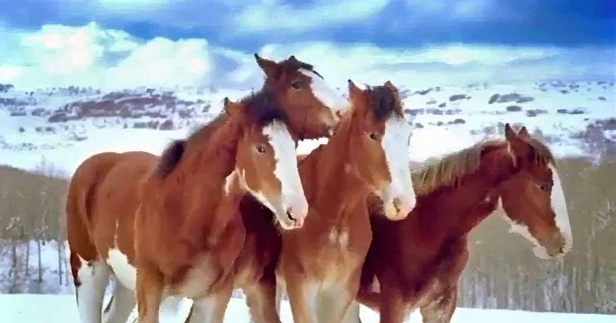 Budweiser Clydesdales Have a Snowball Fight... When 1 of the Horses Does This, I Couldn''t Stop Laughing!
