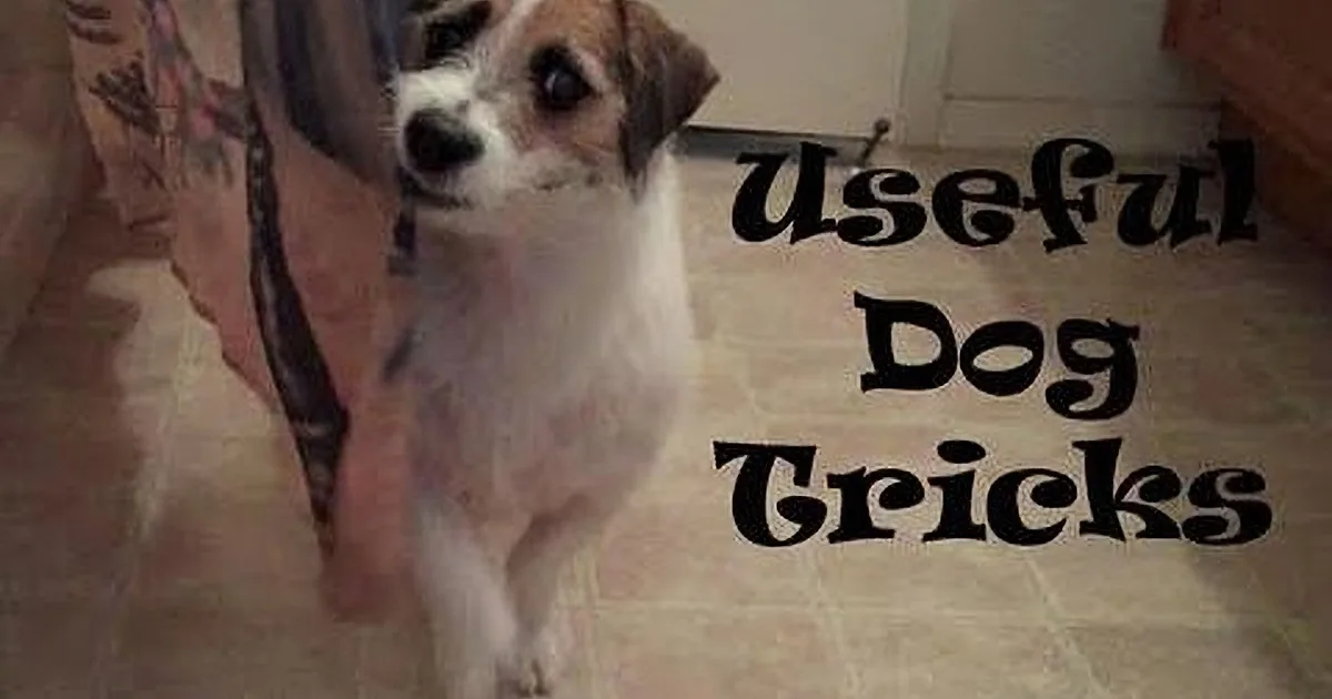 A small white dog with brown patches stands on a tiled floor, looking up.