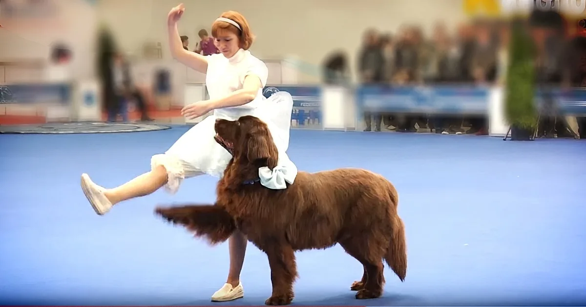When This Girl Bowed to This Dog, Nobody Ever Expected the Dog to Do This!