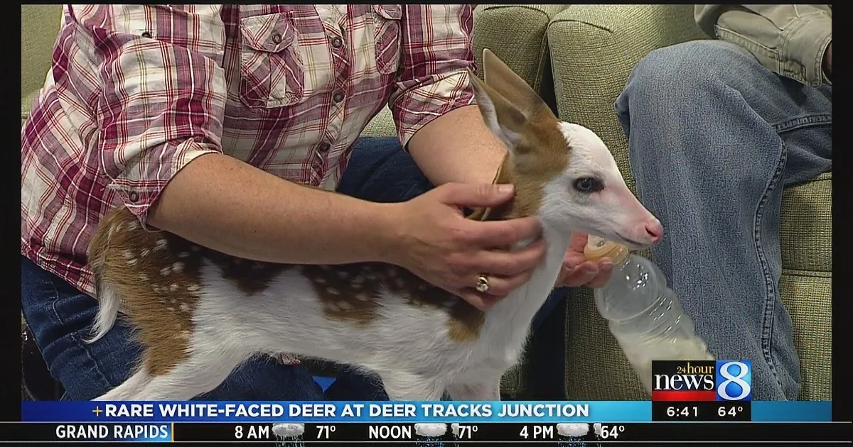 Rare Baby Deer Gets Rejected by His Mom for His Looks. When They Found Him? Beautiful!