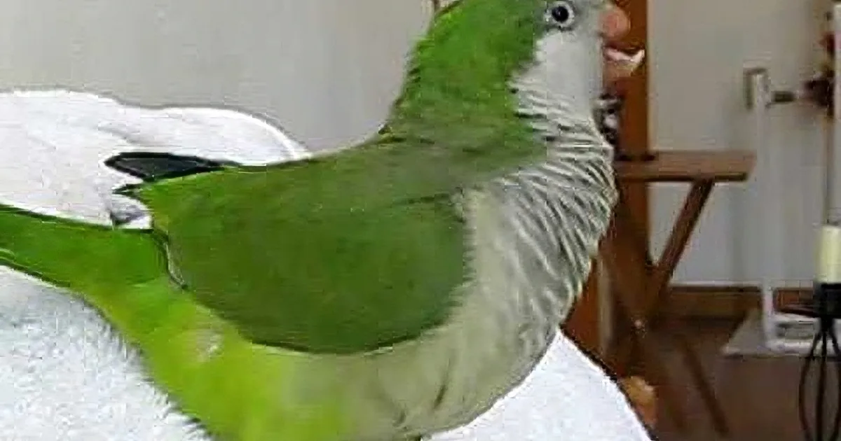 They Rescued a Parrot and Took Him Home. What This Bird Did Next Had Them in Stitches!