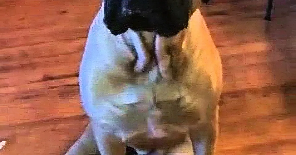 A dog is sitting on a wooden floor, wearing a black jacket, with its head down and looking at the ground.
