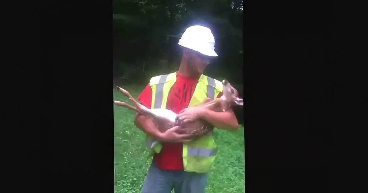 He Picked up a Baby Deer. When He Tried to Put It Down, the Reaction He Gets Is Hysterical!