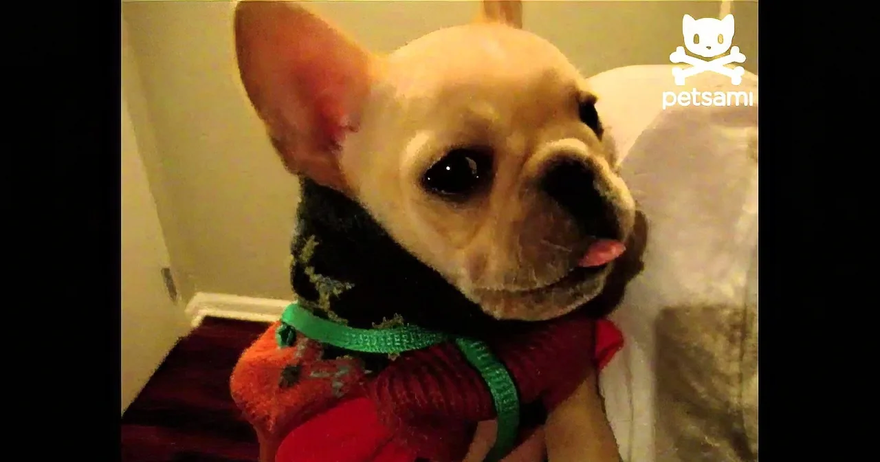 A small French Bulldog wearing a red sweater and green collar is being held.