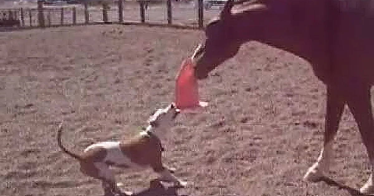 This Pit Bull Wants to Play With That Horse. How the Horse Responded Left Me in Hysterics!