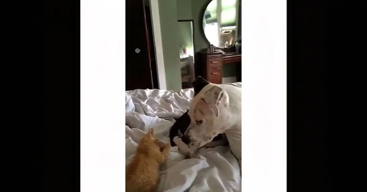 A Three Legged Pit Bull Adopts a Litter of Kittens. What Happens Next? This Is Heart-Warming!
