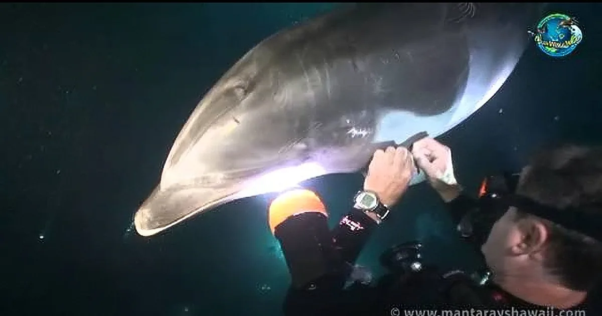 A dolphin interacts closely with a diver underwater, with a crowd observing in the background.