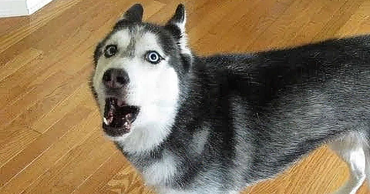 A husky dog with striking blue eyes and a black and white coat stands on a wooden floor, looking directly at the camera.
