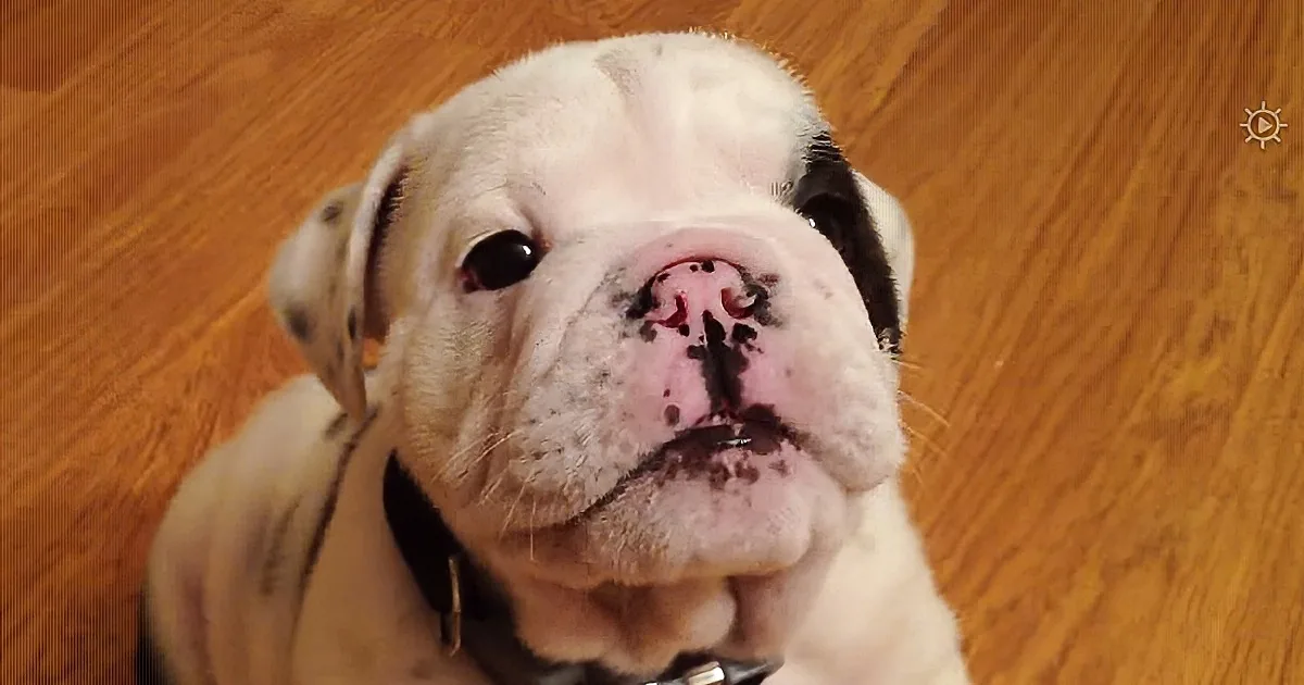 She Tells Her Tiny Bulldog Puppy to Shush, so He Throws a Temper Tantrum