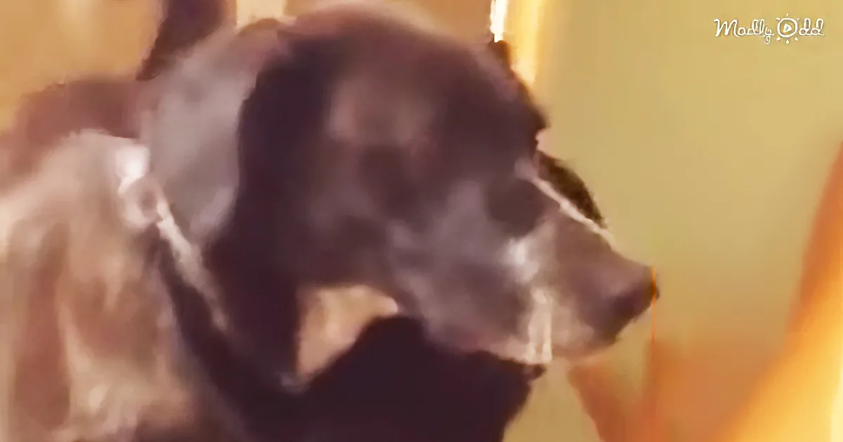 This Cute Cat Has Missed His Friend for 10 Days. Watch When They Reunite. so Cute