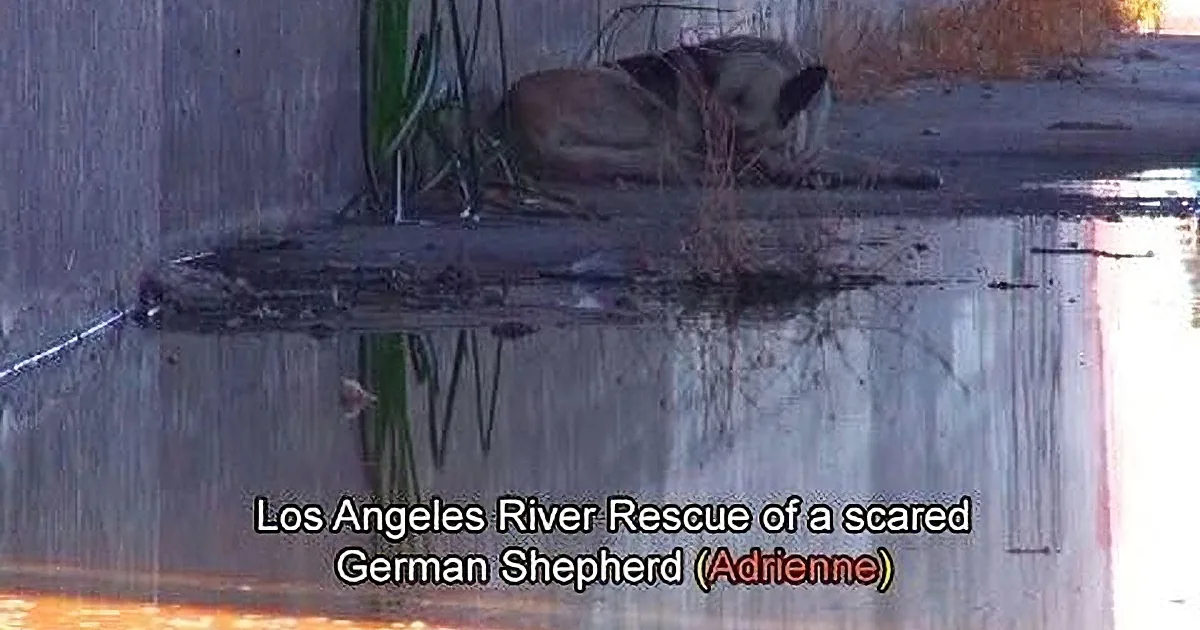 A German Shepherd dog lies on the ground near a water body, with text mentioning the Los Angeles River rescue operation.