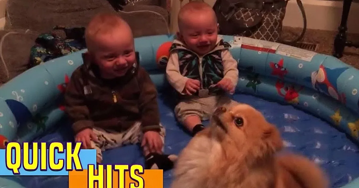 Two babies in a playpen, laughing, with a fluffy brown animal nearby.