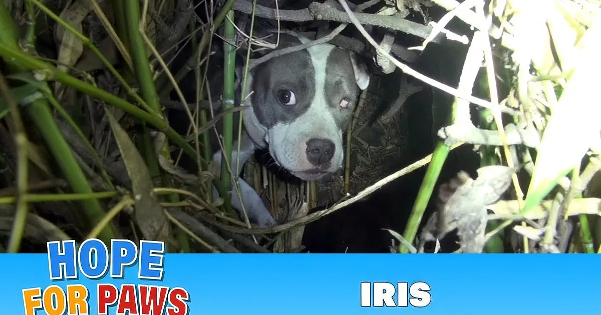 They Arrived to Rescue This Homeless Dog! They Weren''t Expecting This Surprise! Incredbile!
