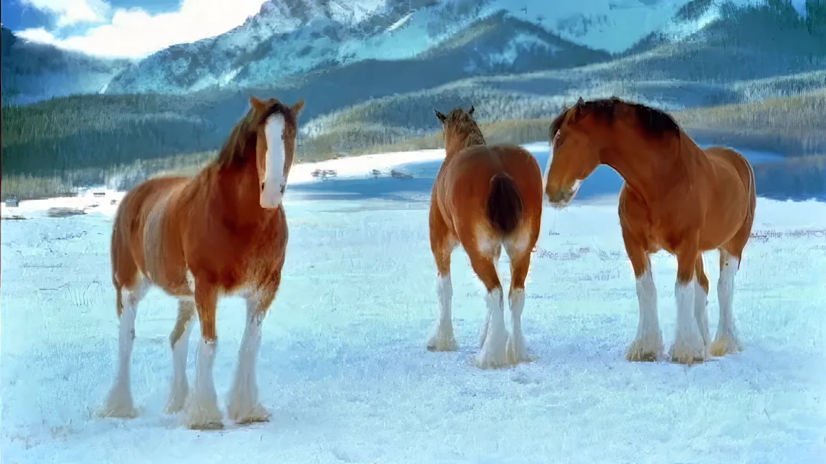 Three Clydesdale horses stand in a snowy landscape with mountains in the background.