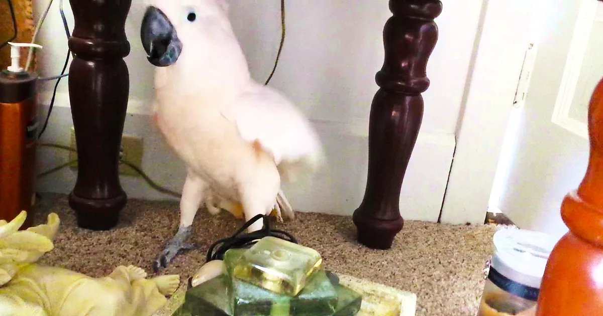 They Tell Their Bird He''s Going to the Vet. His Reaction? Hilarious!