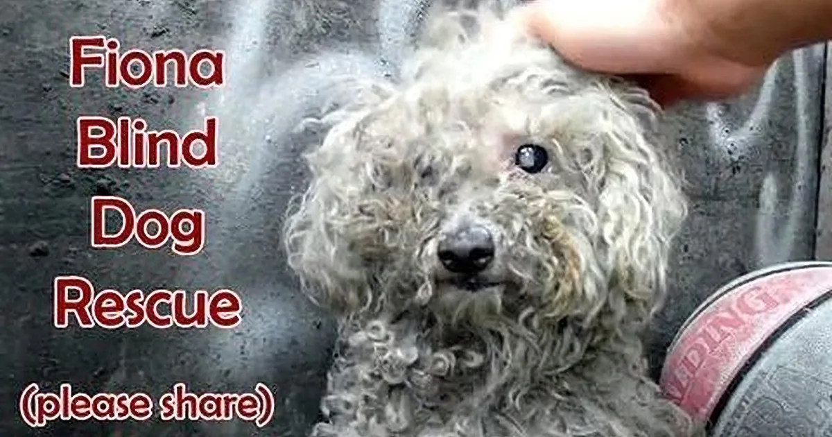 A fluffy, white, curly-haired dog being petted, with text promoting Fiona Blind Dog Rescue and a request to share.