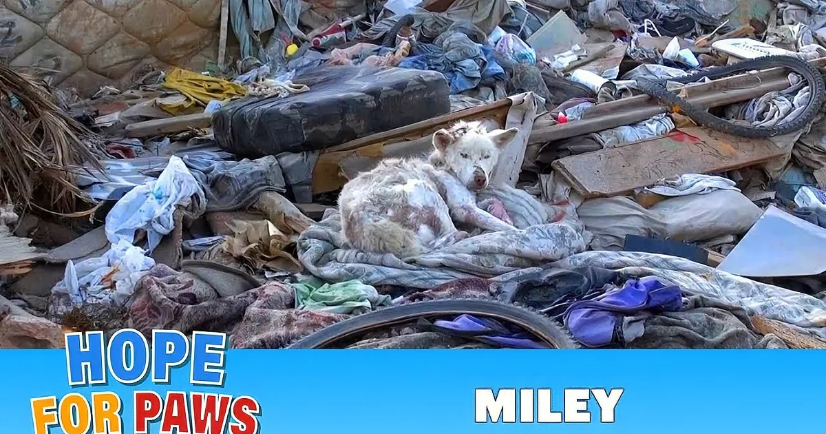A rescue dog sits amidst a chaotic pile of trash, surrounded by discarded items and debris.