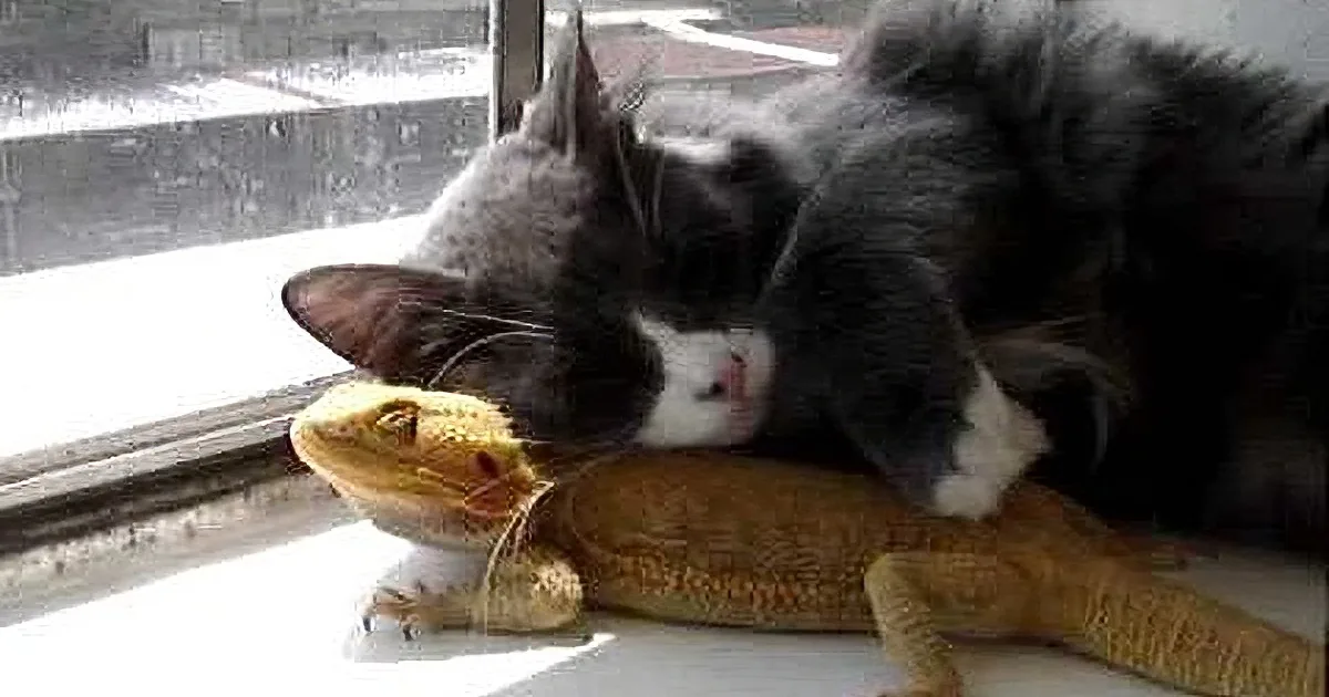 I Was Shocked After Seeing What This Cat Was Doing With This Bearded Dragon! I'm Flabbergasted!