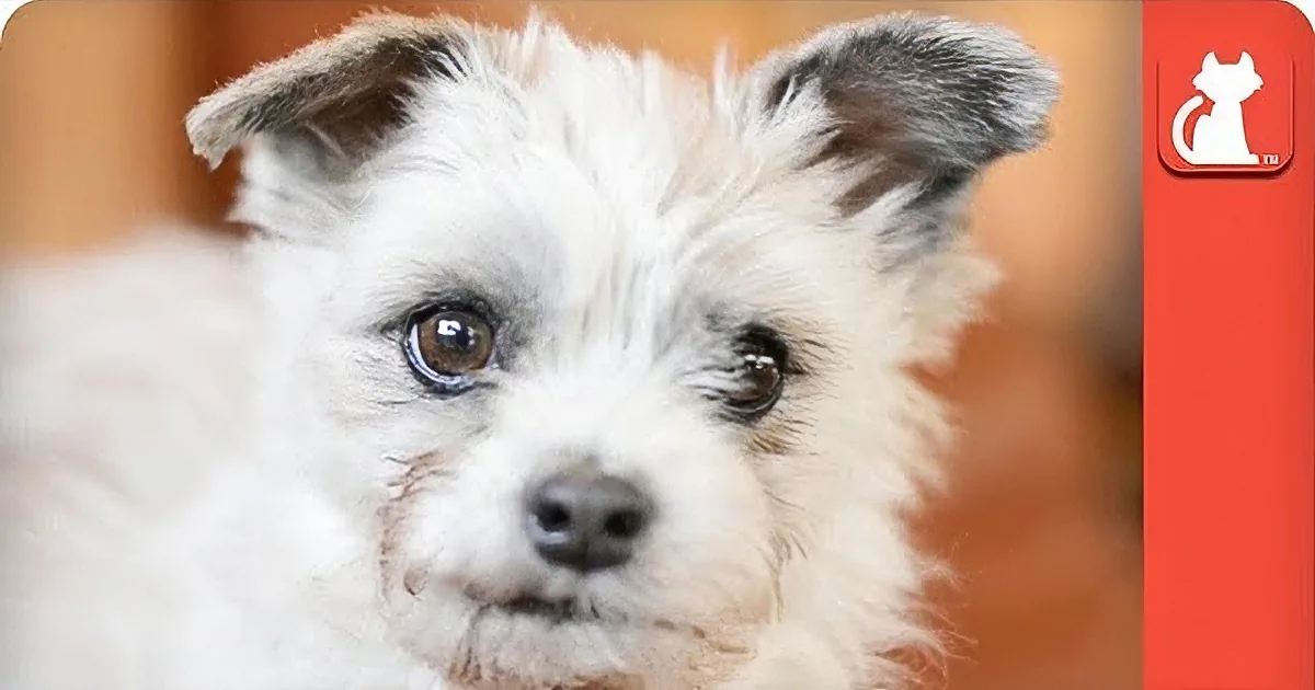 They Found This Abused Dog Scared and Alone. When They Saw This in His Leg? OMG!