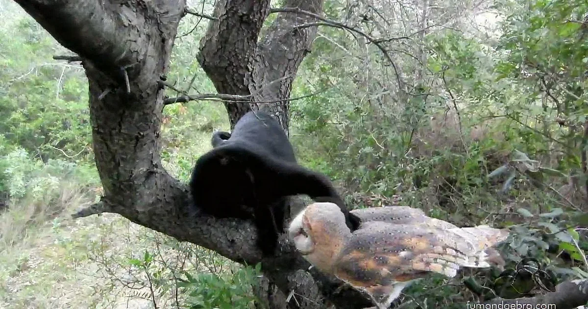 This Cat Tries to Approach the Owl. What Happens Next? You Won''t Believe This!