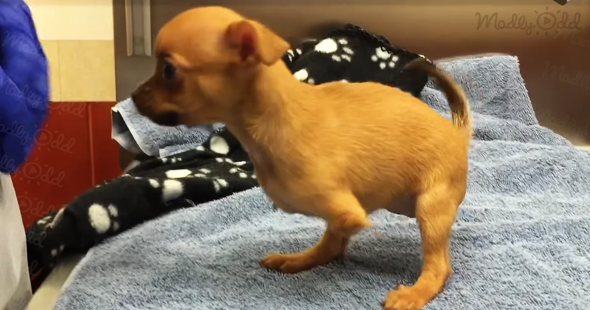 Neglected Puppy With No Legs Gets Her Own Wheels. Her Reaction? I Can''t Stop Crying!