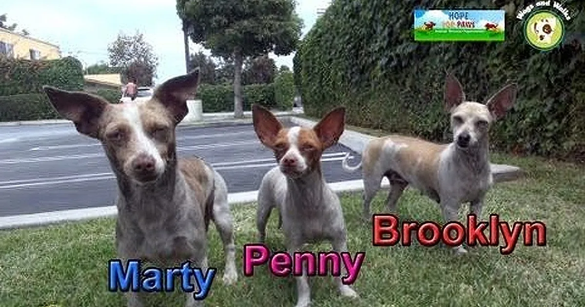 These 3 Look Like Ordinary Household Dogs. When I Learnt Their Secret? I Was in Tears!