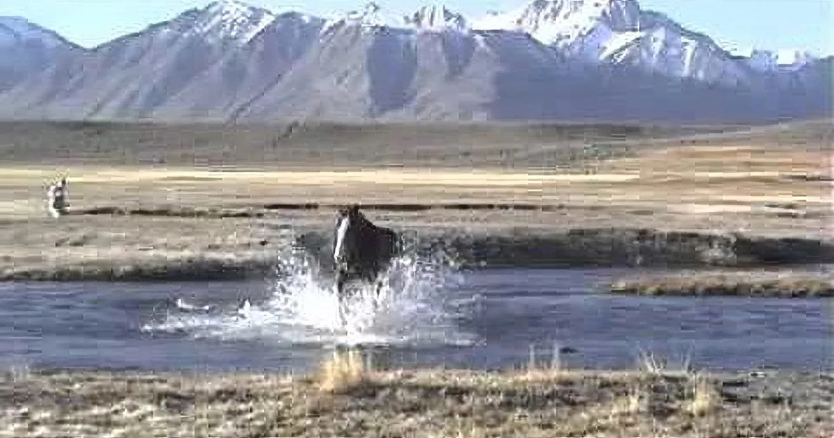 A horse splashes through a shallow river in a vast, open landscape with mountains in the background.