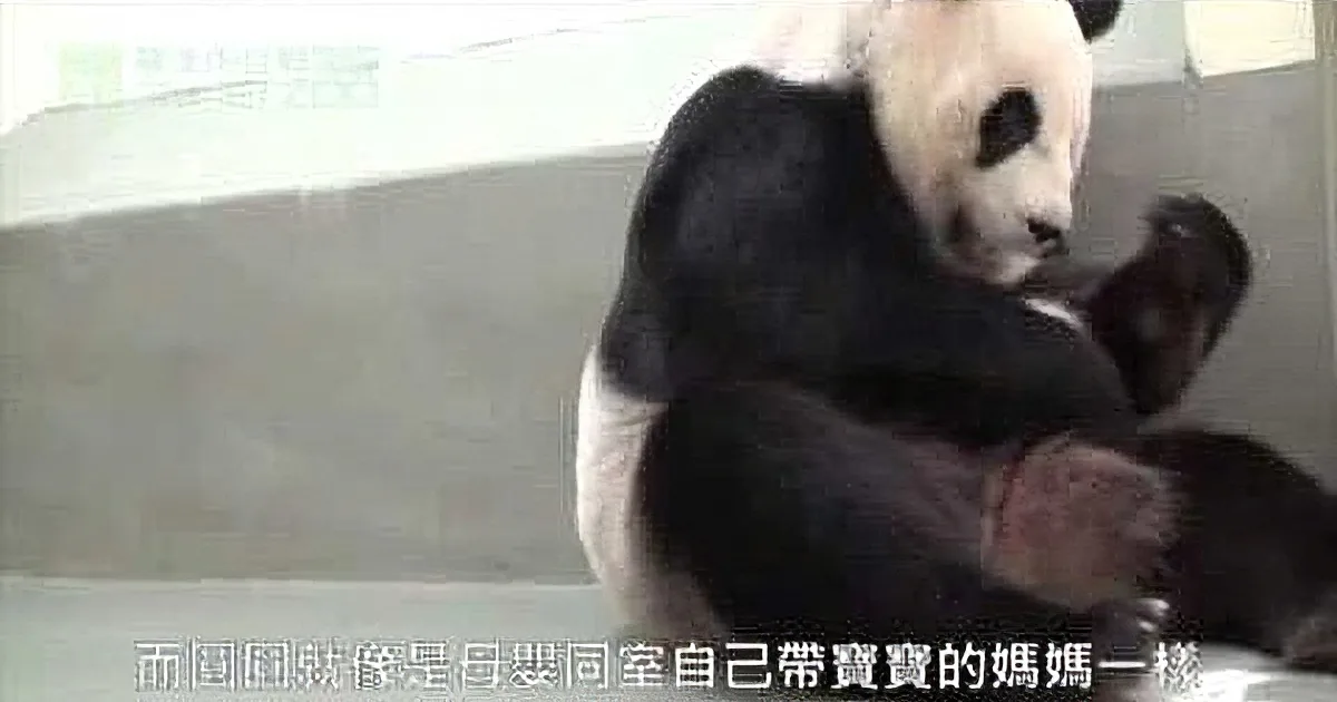A panda is holding and nursing a baby panda, showcasing a tender moment of care.