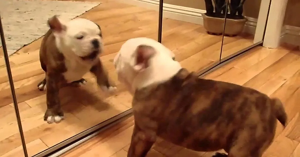 A brindle dog examines its reflection in a mirror on a wooden floor.