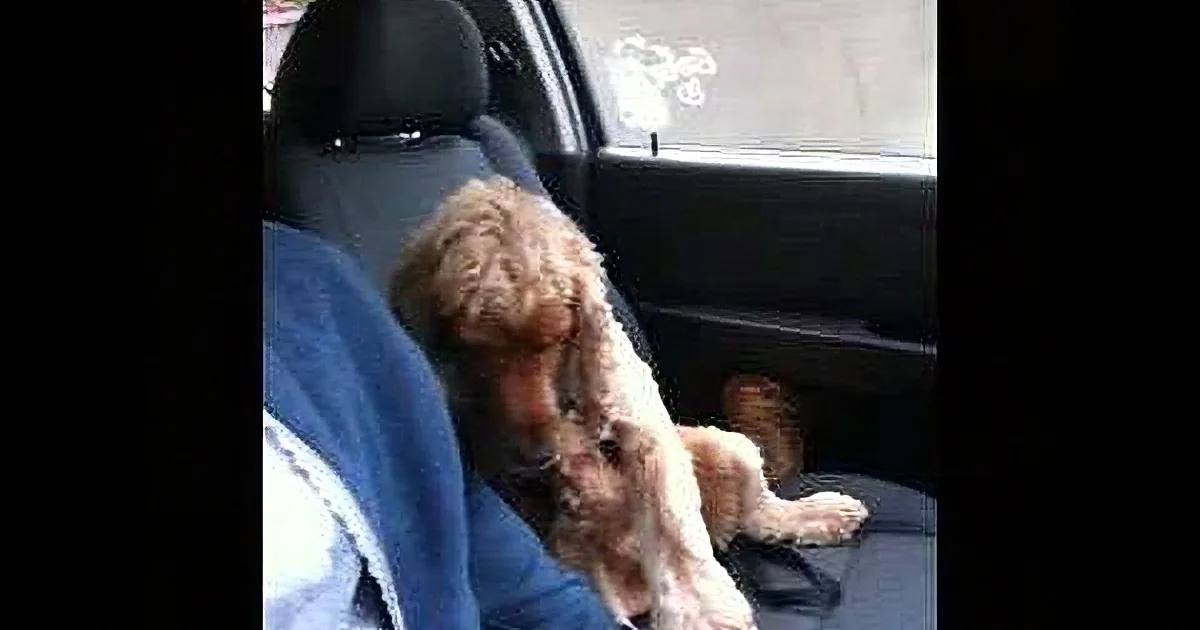 This Poor Dog Gets Anxious During Car Rides. Wait Till You See What He Does to Calm Down! Adorable!