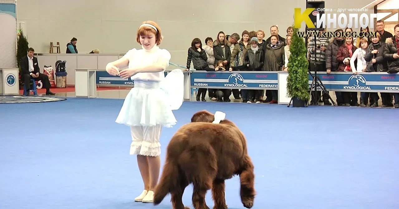 A woman in a white dress stands on a blue carpet with a dog wearing a white outfit, in front of an audience at a dog show.