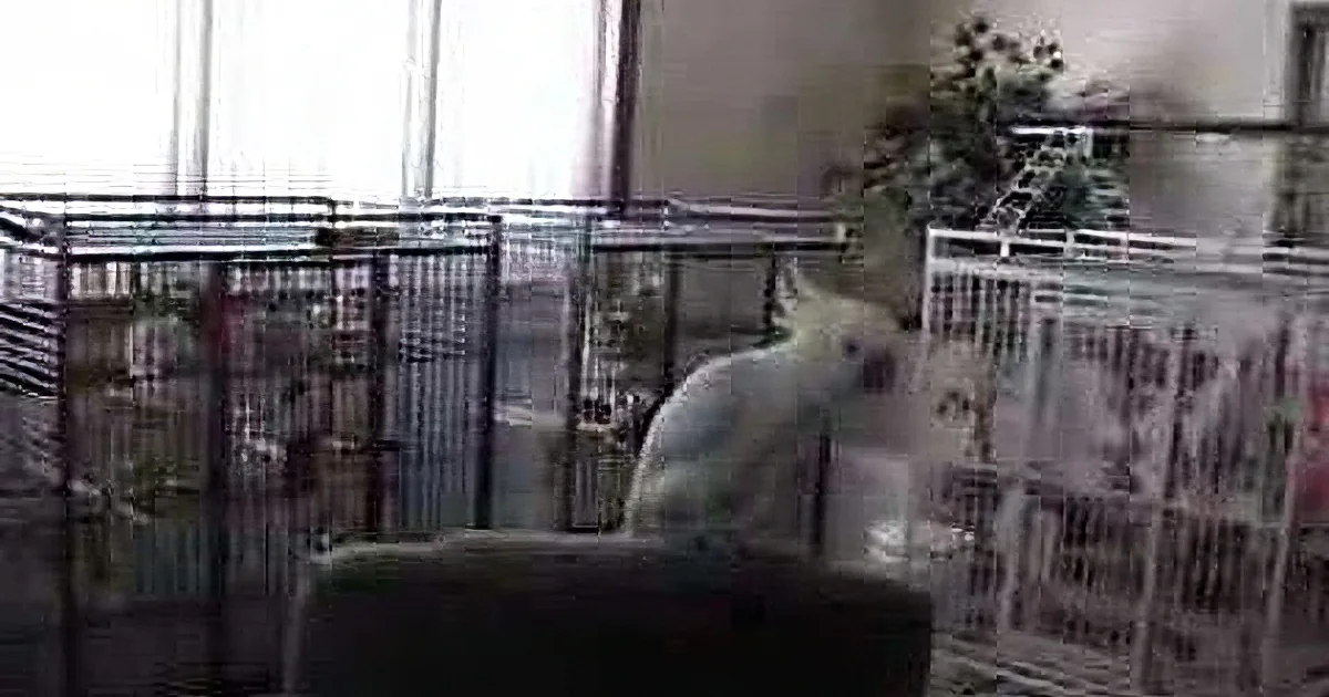 A cockatoo perches on a cage, pecking at a newspaper, surrounded by other bird cages.