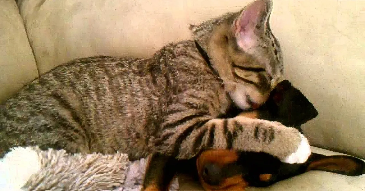 A tabby cat is curled up on a couch, appearing to be asleep or resting.