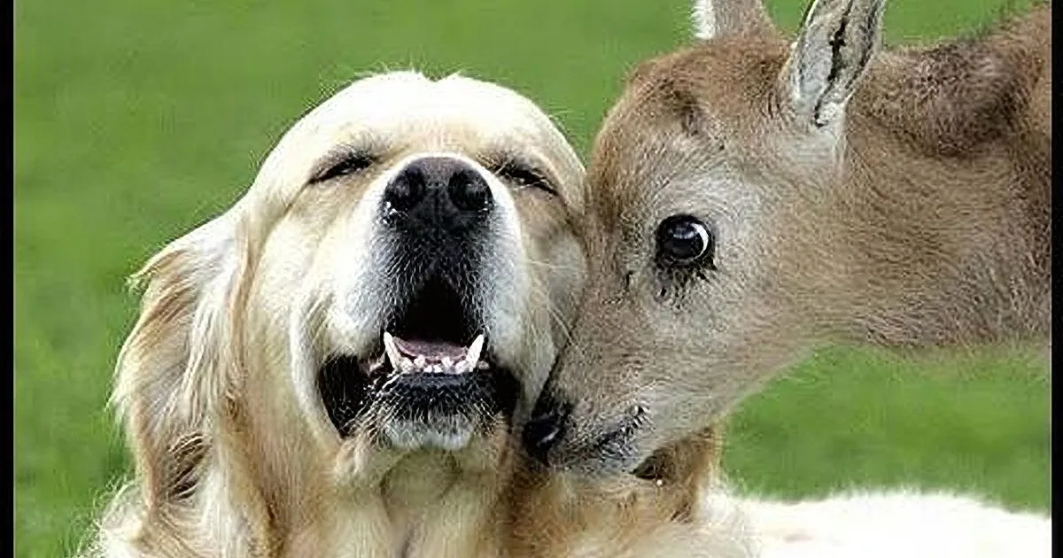 A golden retriever and a kangaroo are facing each other, appearing to interact closely.