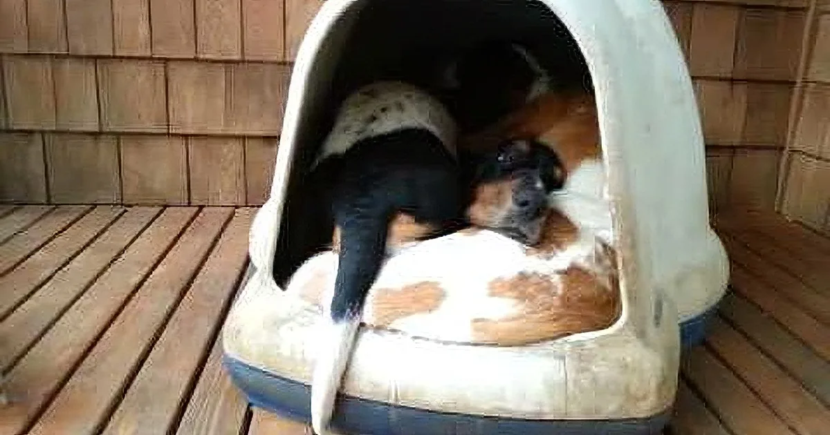 A dog is curled up inside a cozy, cushioned dog bed on a wooden deck.