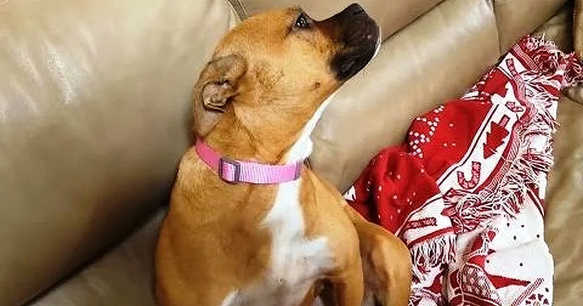 These Adorable Dogs Feeling Guilty for Their Bad Behavior