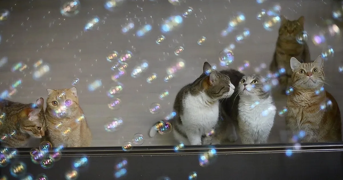 Cats are surrounded by soap bubbles, appearing curious and playful.