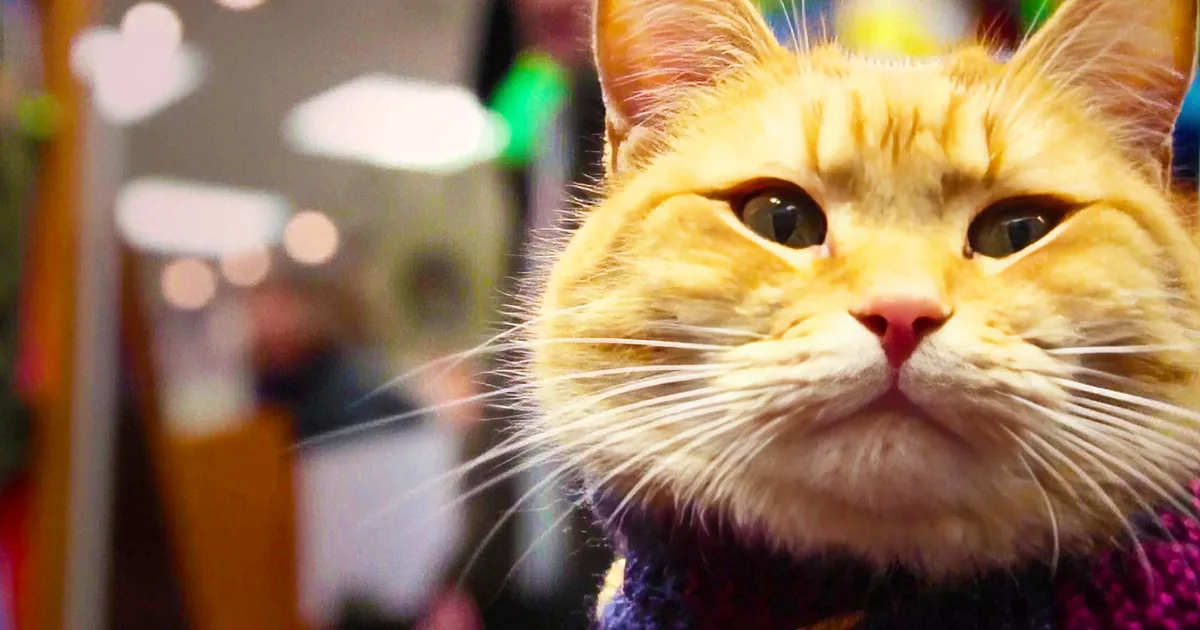 A Cat Walked up to a Street Musician. What Happens Next Is Beyond My Imagination!