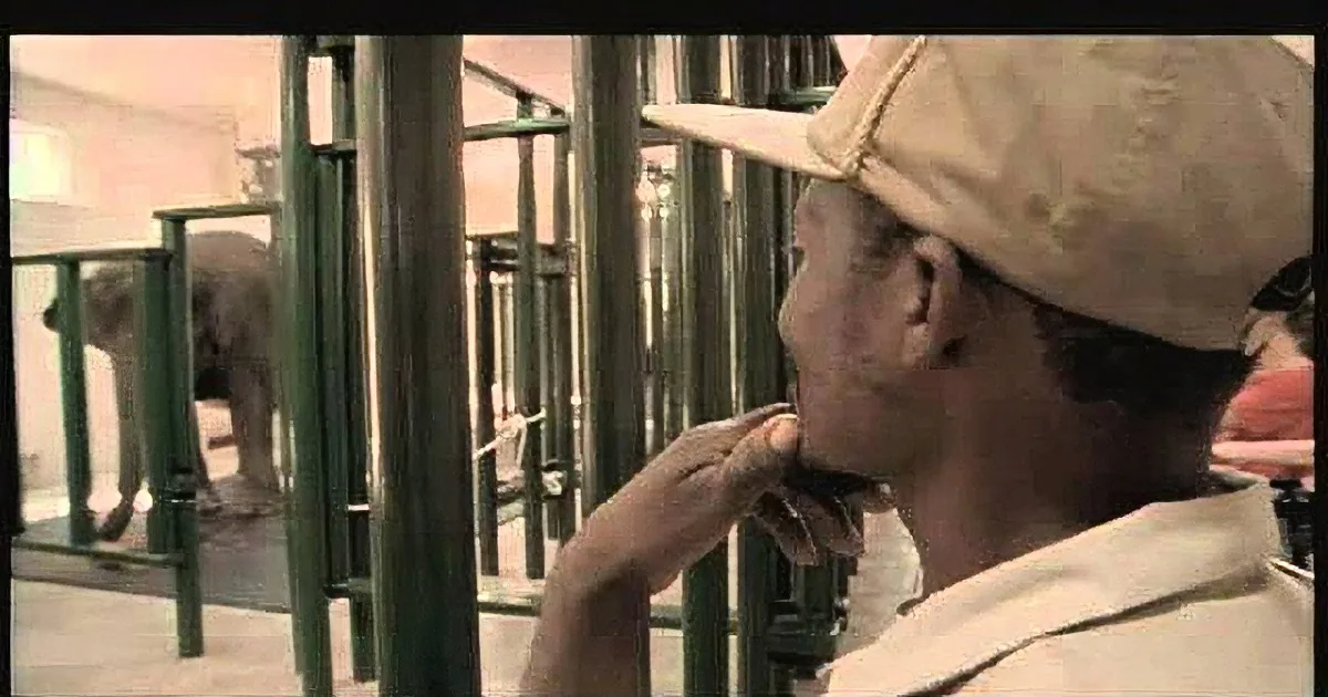 A person wearing a cap and a white shirt is looking at an elephant behind a metal barrier in a zoo.